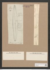Pleurosigma rigidum W.Sm. (de-Toni-Nr.: Genus 13, Species 1013) Zeichnungen Sammlung Grunow Nr. 2076 (NHMW-BOT-W0368939)